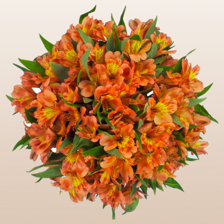 Alstroemeria Orange