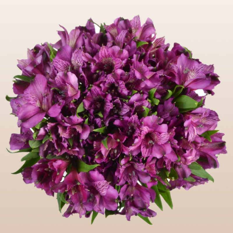 Alstroemeria Purple