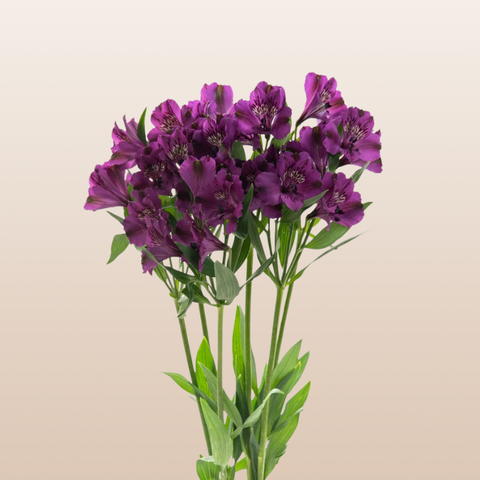 Alstroemeria Purple