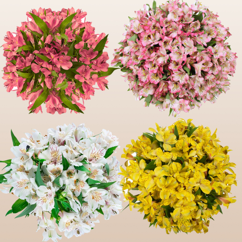 Alstroemeria Spring Mix