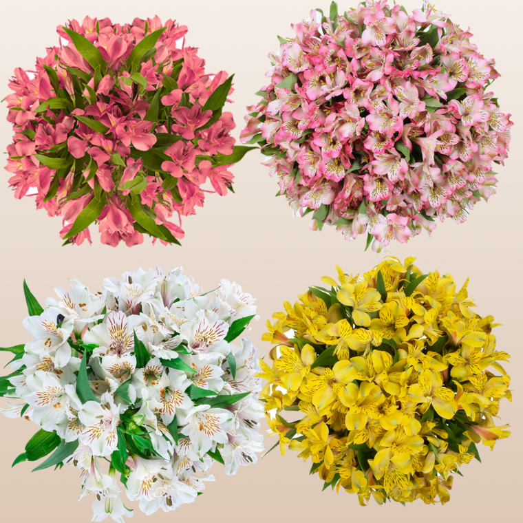 Alstroemeria Spring Mix