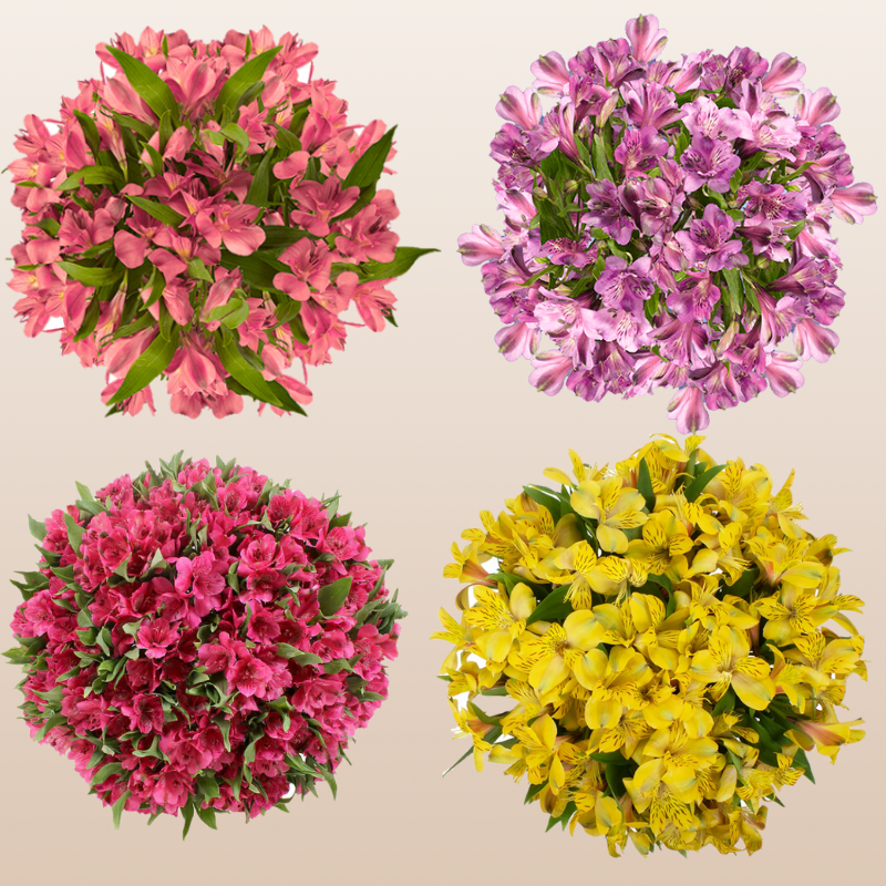 Alstroemeria Summer Mix