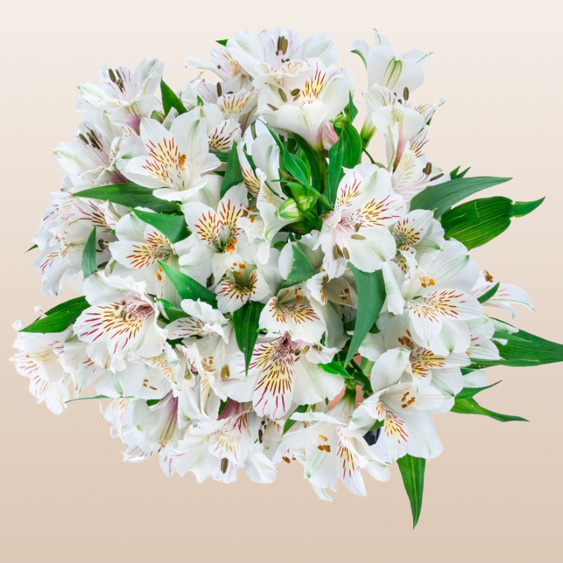 Alstroemeria White