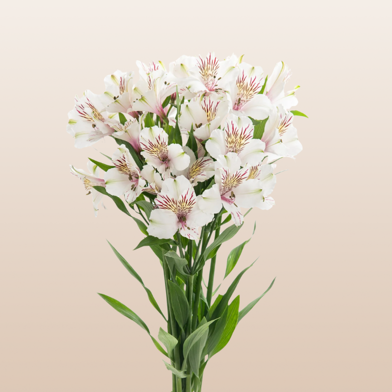 Alstroemeria White