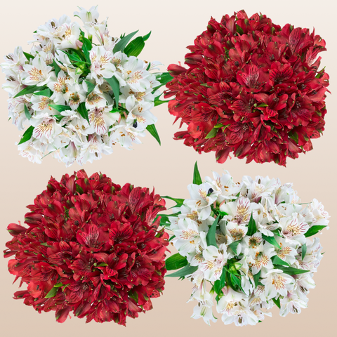 Alstroemeria Winter Mix