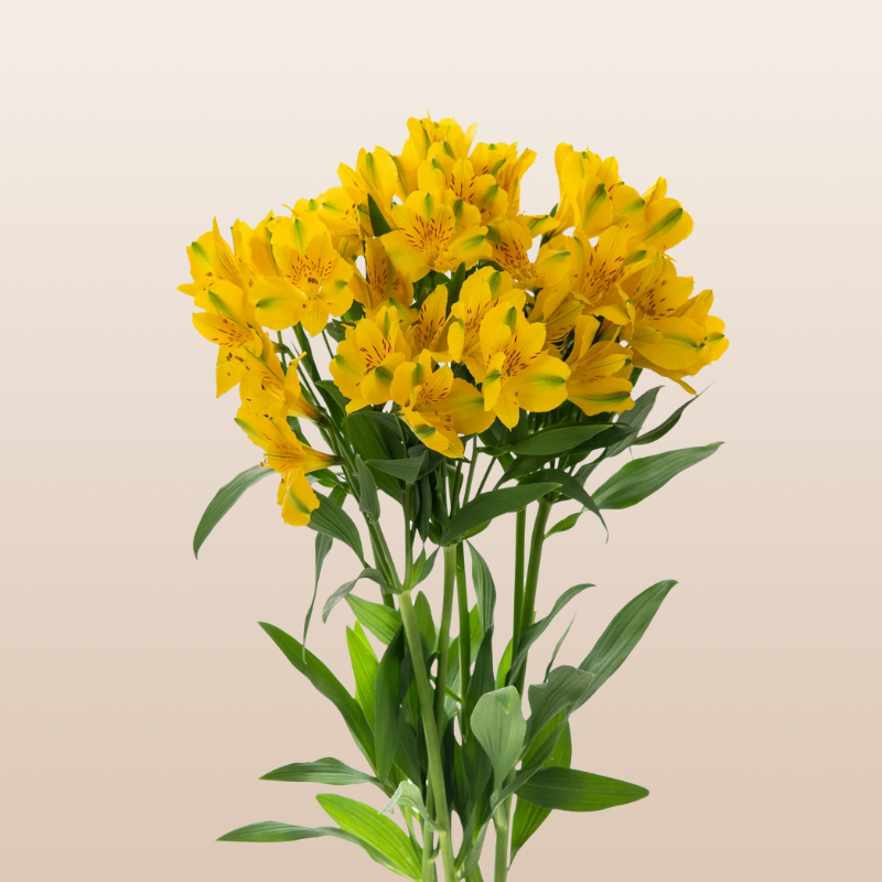 Alstroemeria Yellow