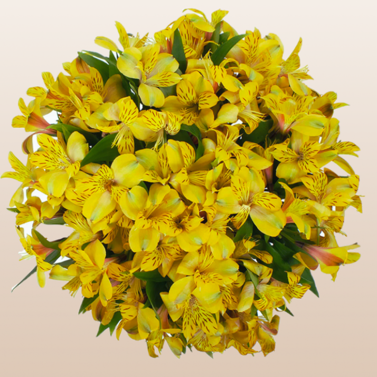 Alstroemeria Yellow