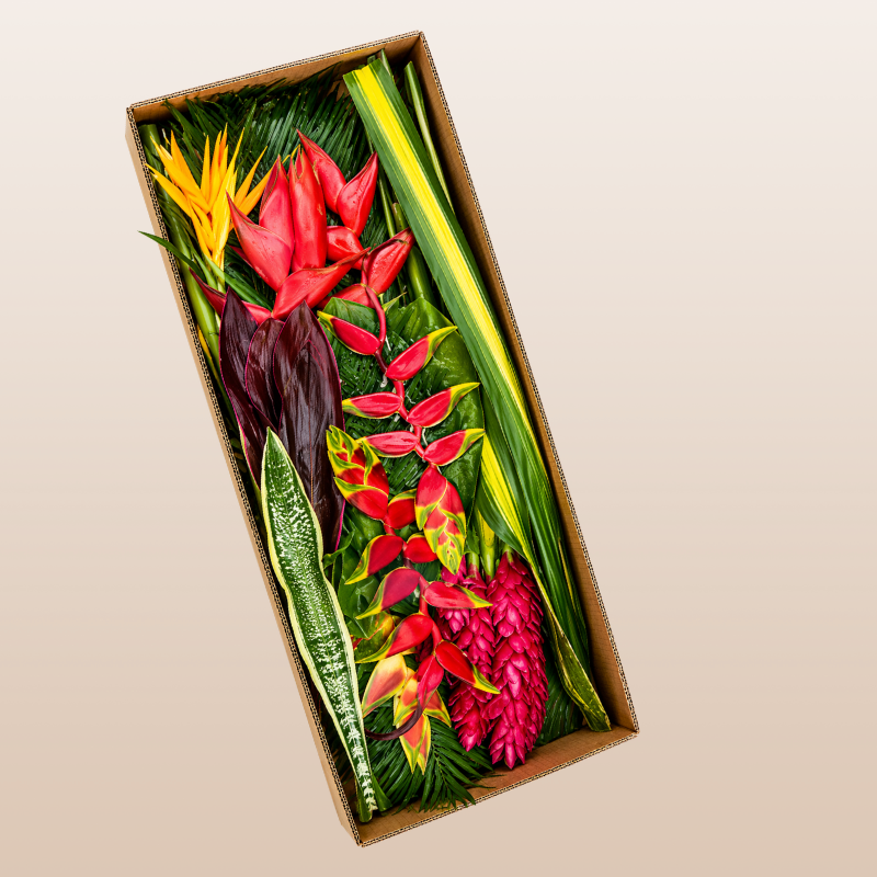 Colorful tropical flower box arrangement | EbloomsDirect