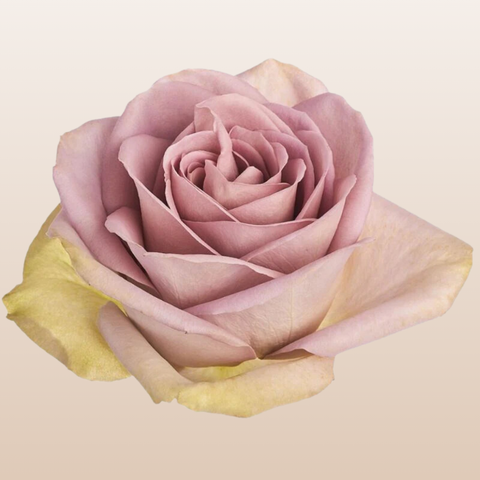 Amnesia Roses