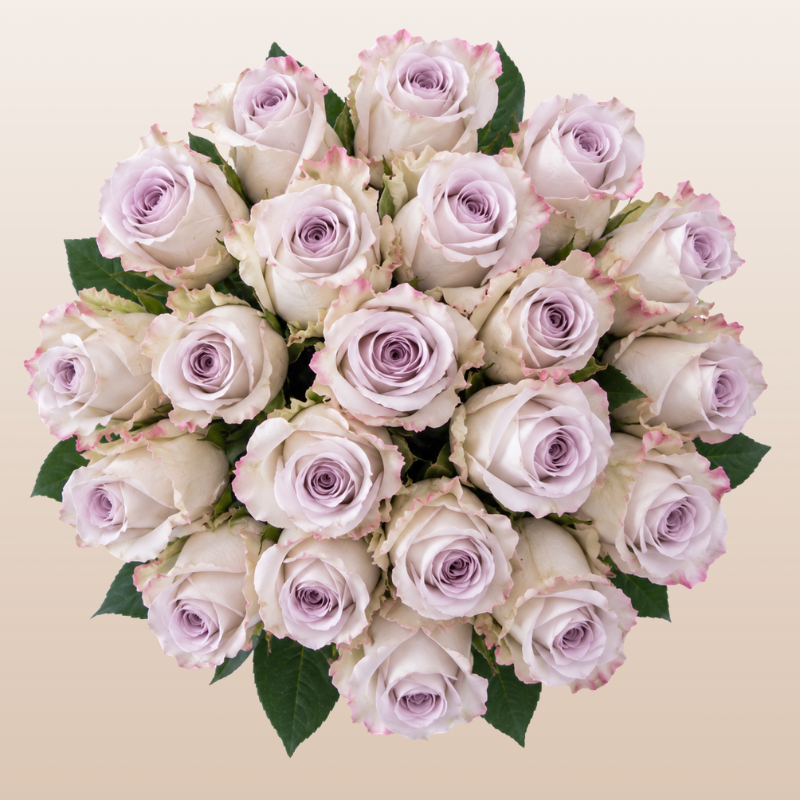 Andrea Lavander Rose