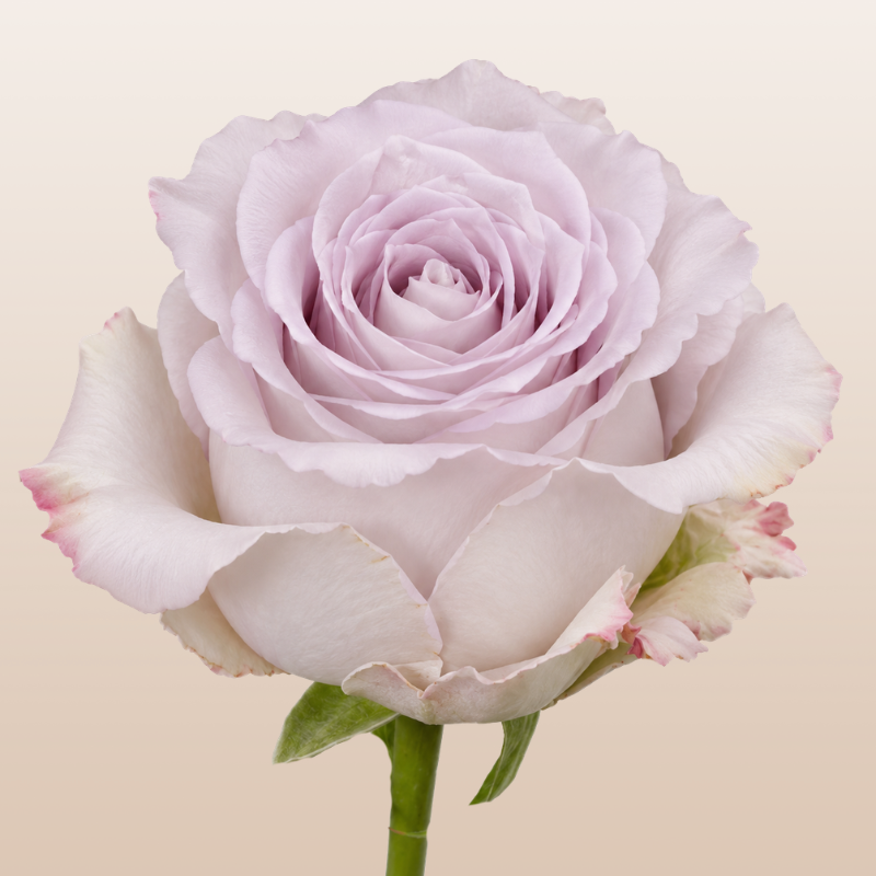 Andrea Lavander Rose