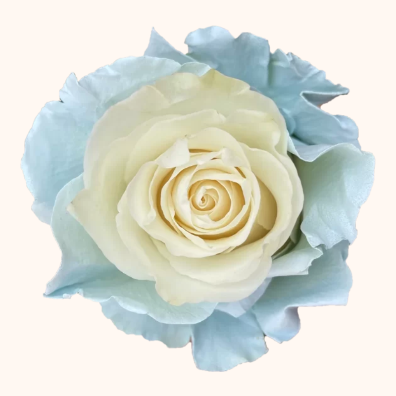 Angel Light Blue & White Tinted Roses