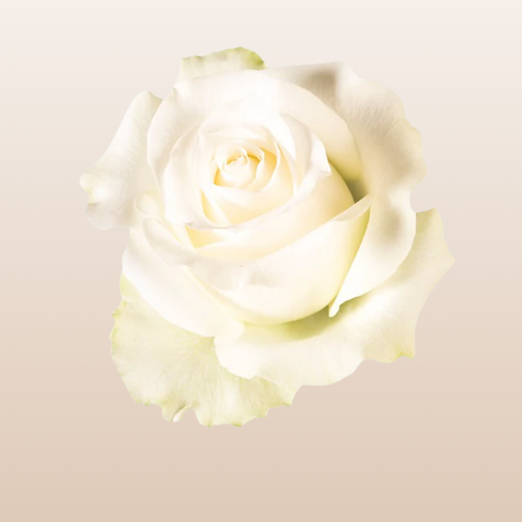 Arctica Roses