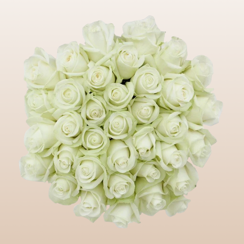 Arctica Roses