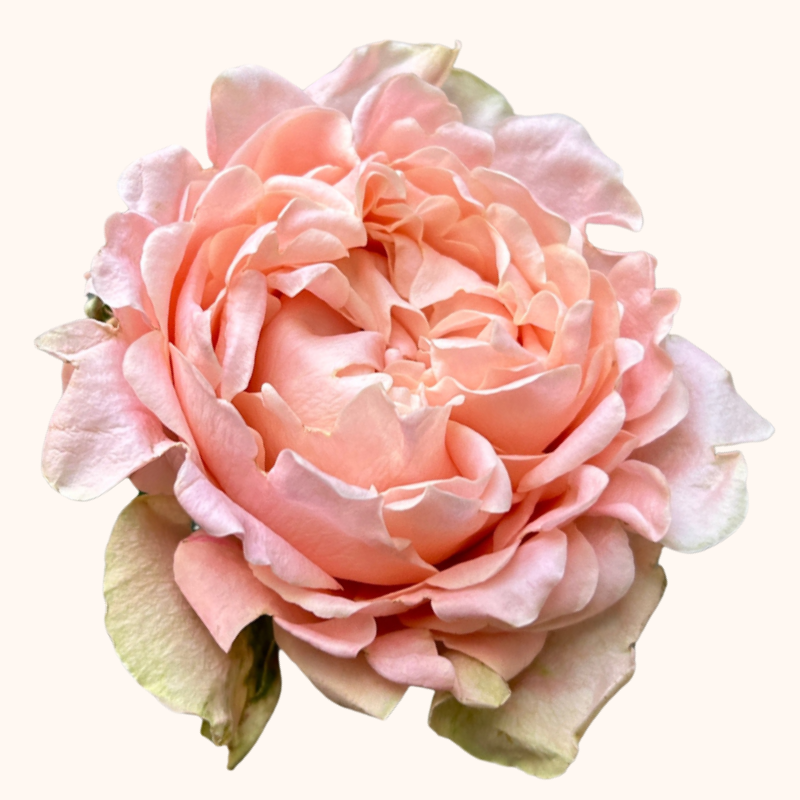 Art Nuveau Garden Roses