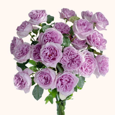 Arya Garden Roses