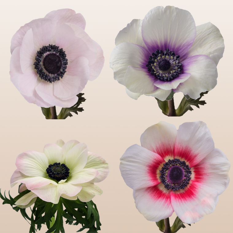 Anemones Assorted Bicolor and Blush