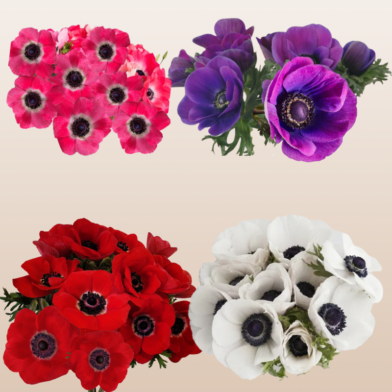Anemones Assorted Bright