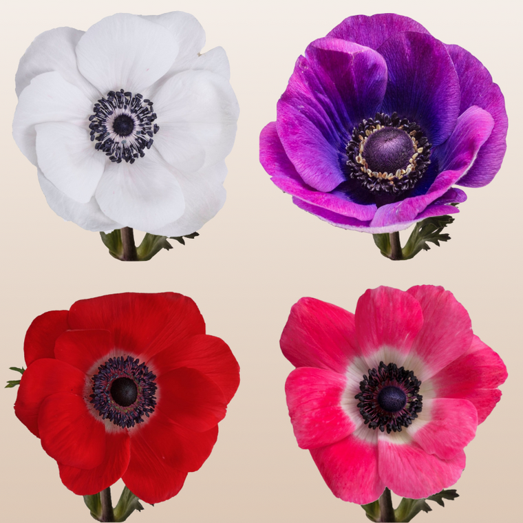 Anemones Assorted Bright