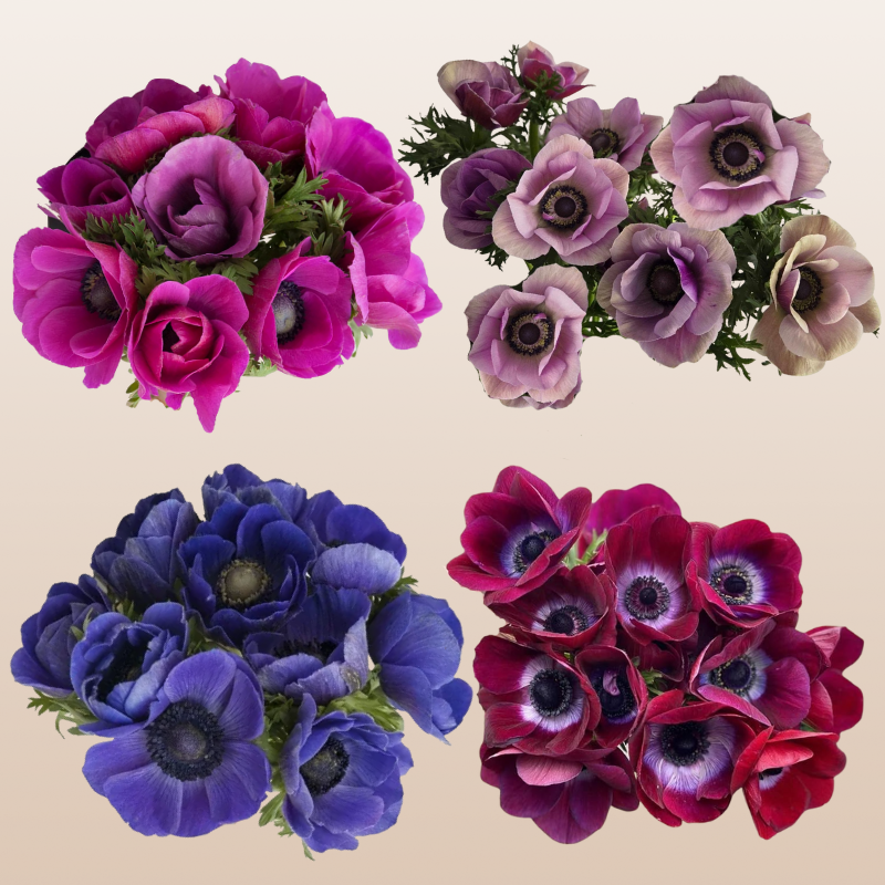 Anemones Assorted Dark