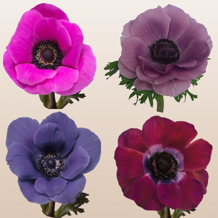 Anemones Assorted Dark