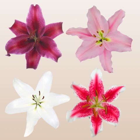 Assorted  Oriental Lilies