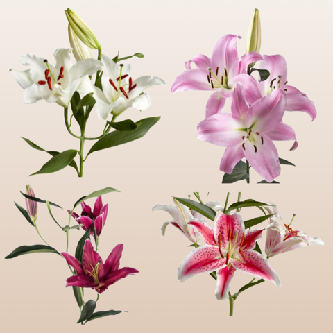 Assorted  Oriental Lilies