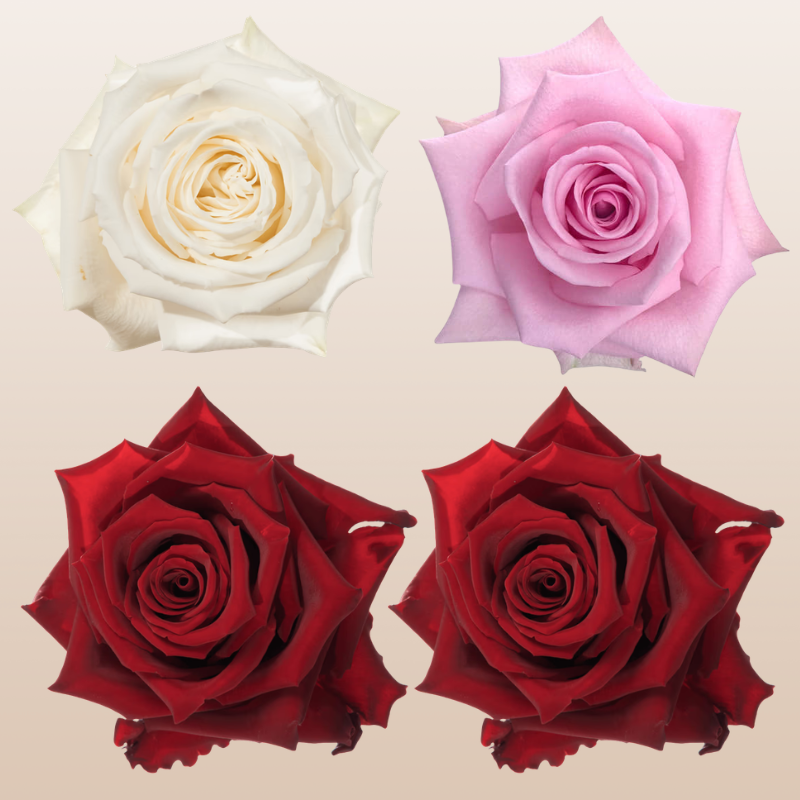 Rose Florist Assorted PK100