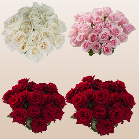 Rose Florist Assorted PK100