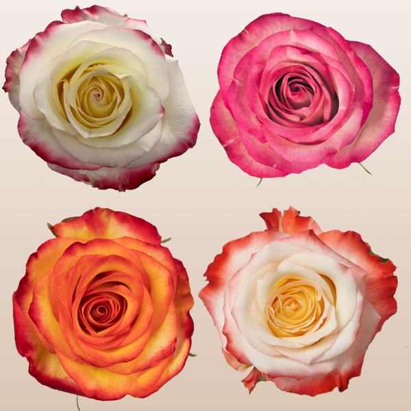 Rose Assorted Bicolor PK100 – EbloomsDirect