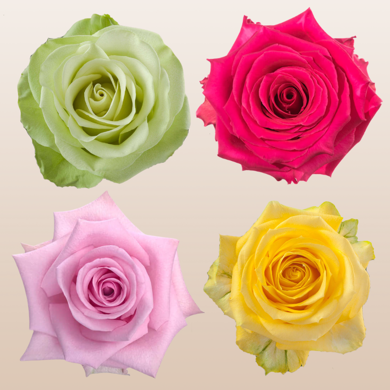 Brighter Roses Color Rose Assorted Bright PK100 – EbloomsDirect