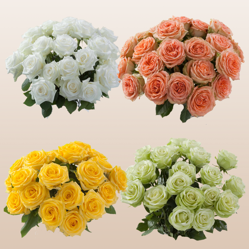 Rose Assorted Pastel PK100