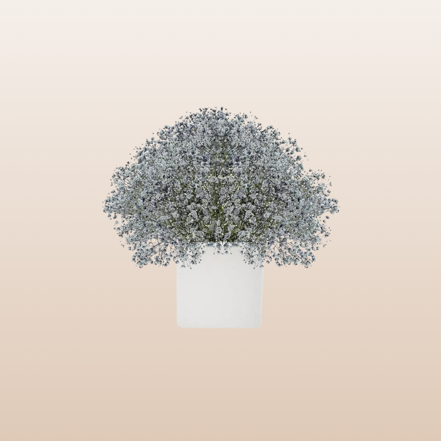 Baby's Breath Grey