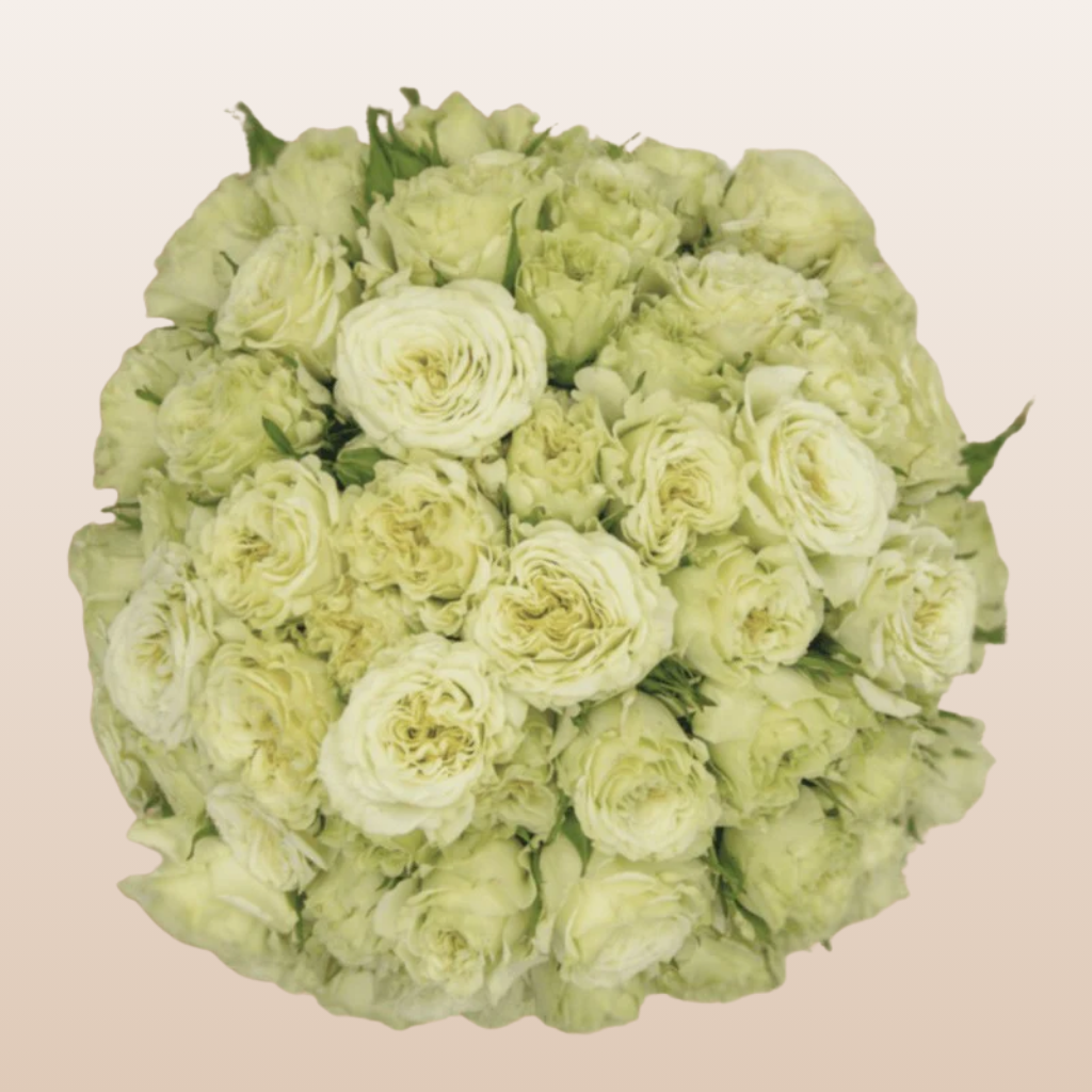 Be Loyal Cream White Spray Roses
