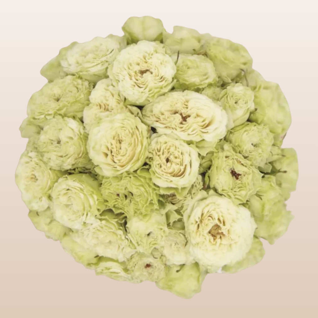 Be Strong Cream White Spray Garden Roses
