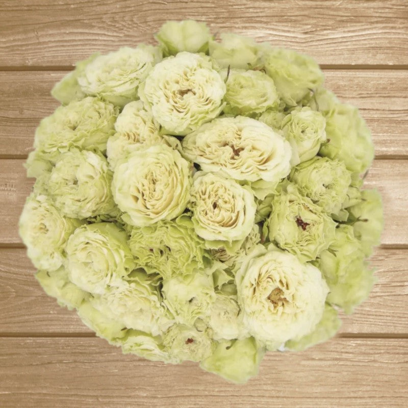 Be Strong White Cream Spray Rose EbloomsDirect Eblooms Farm Direct Inc.