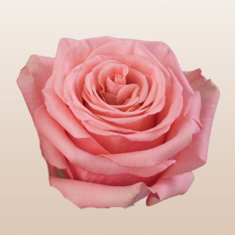 Be Sweet Roses