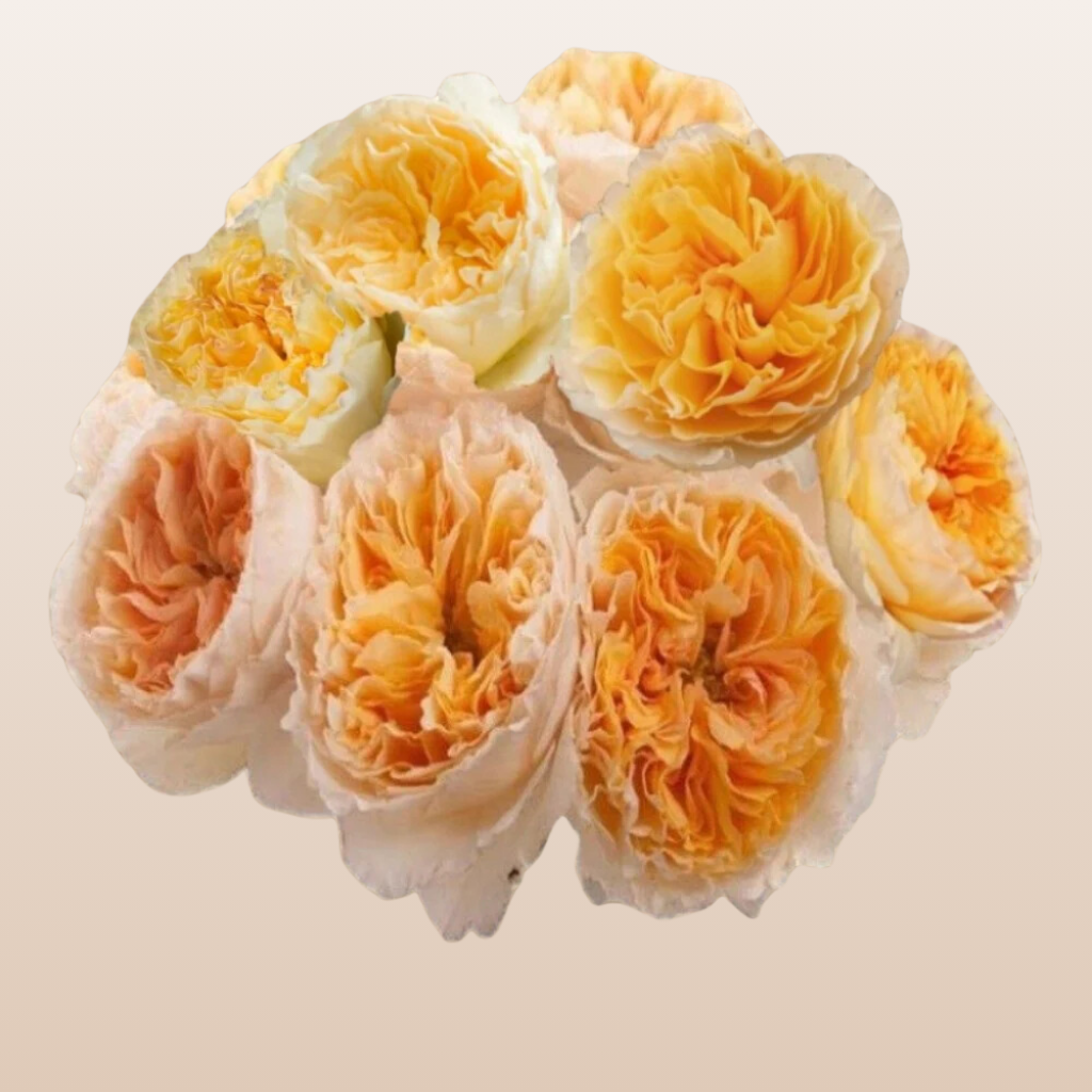 Beatrice Garden Roses