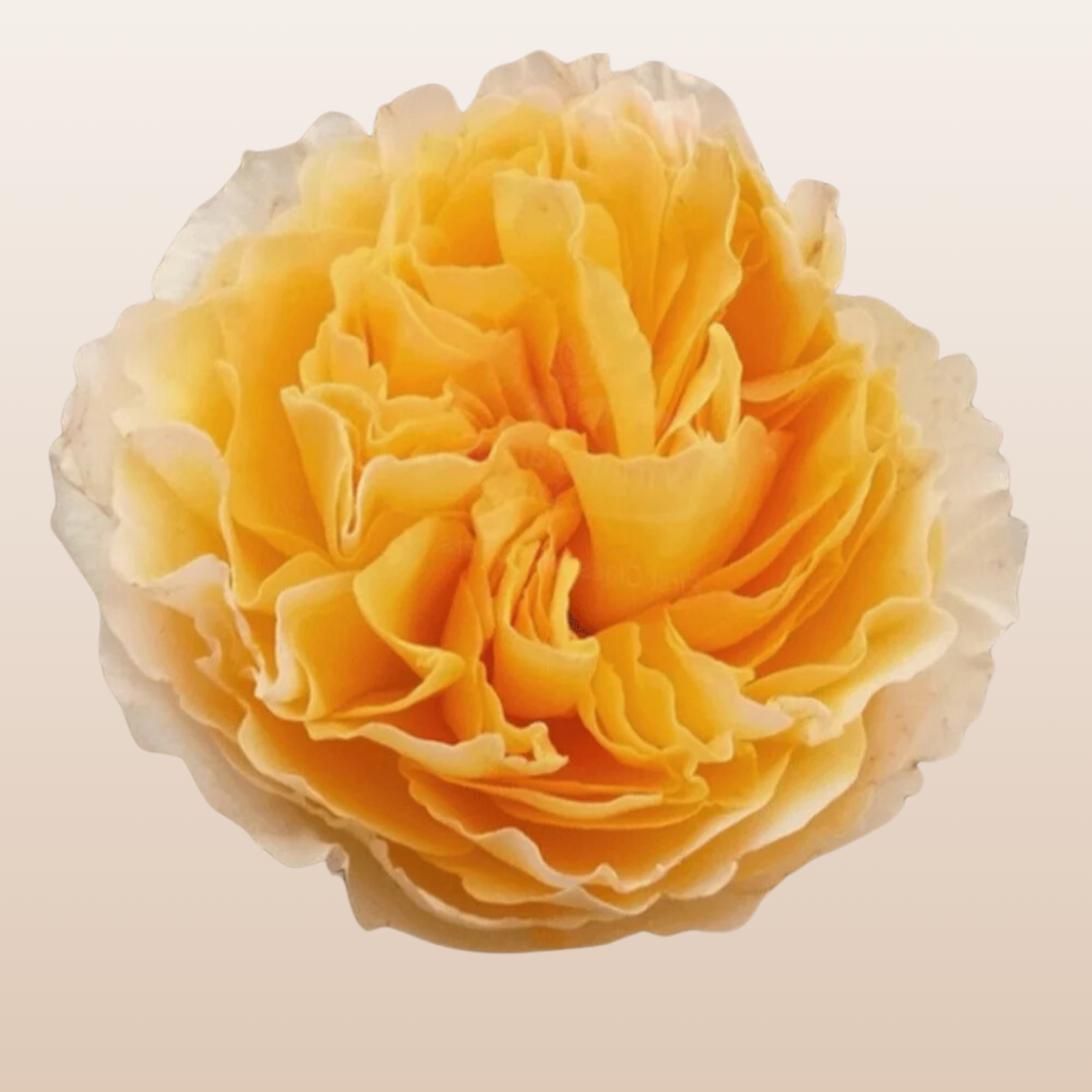 Beatrice Garden Roses