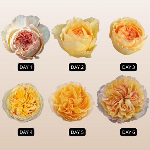 Beatrice Garden Roses