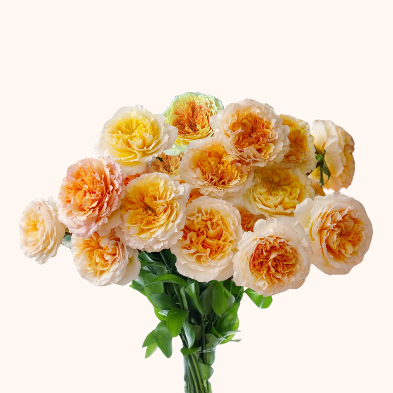 Beatrice Garden Roses