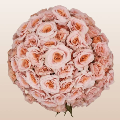 Be loving Peach Spray Garden Roses