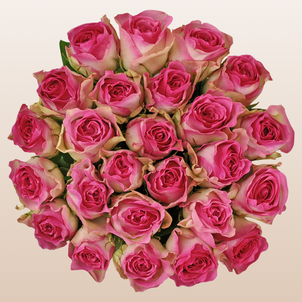 Bicolor White/Pink Roses