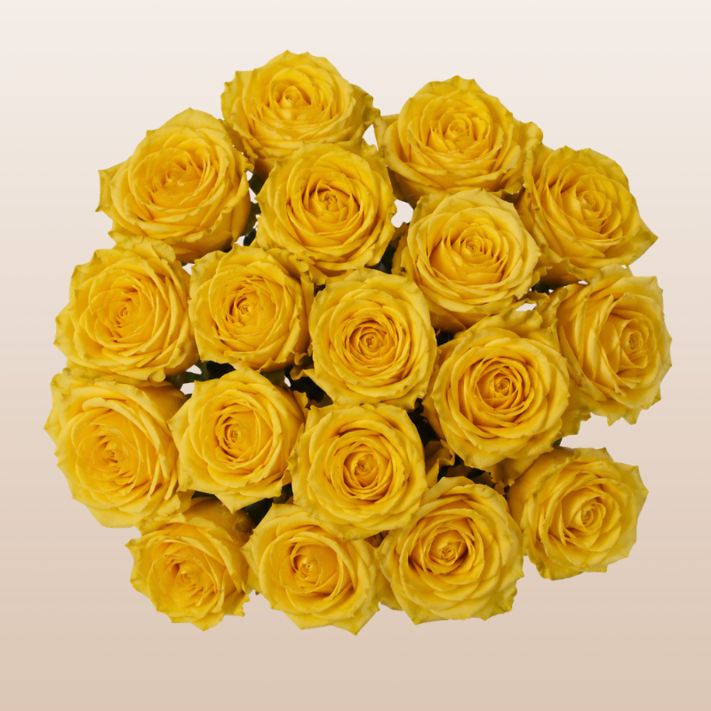 Premium Bikini Yellow roses featuring bright yellow blooms harvested fresh in Ecuador for floral designers and event florists.