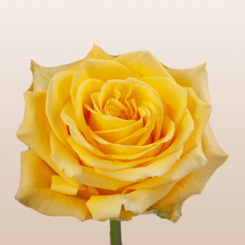 Premium Bikini Yellow roses featuring bright yellow blooms harvested fresh in Ecuador for floral designers and event florists.