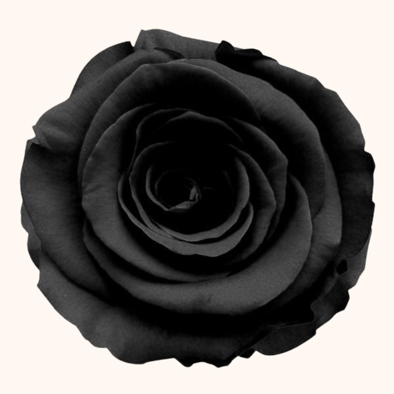 Black Tinted Roses