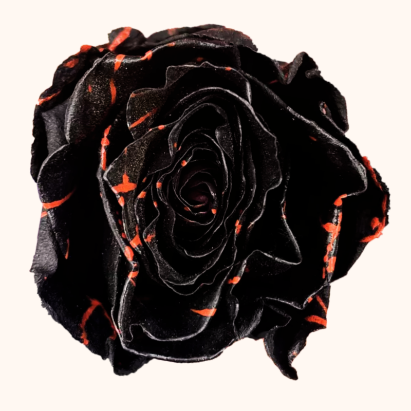 Black Widow Tinted Roses