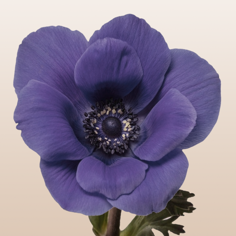 Anemones Blue