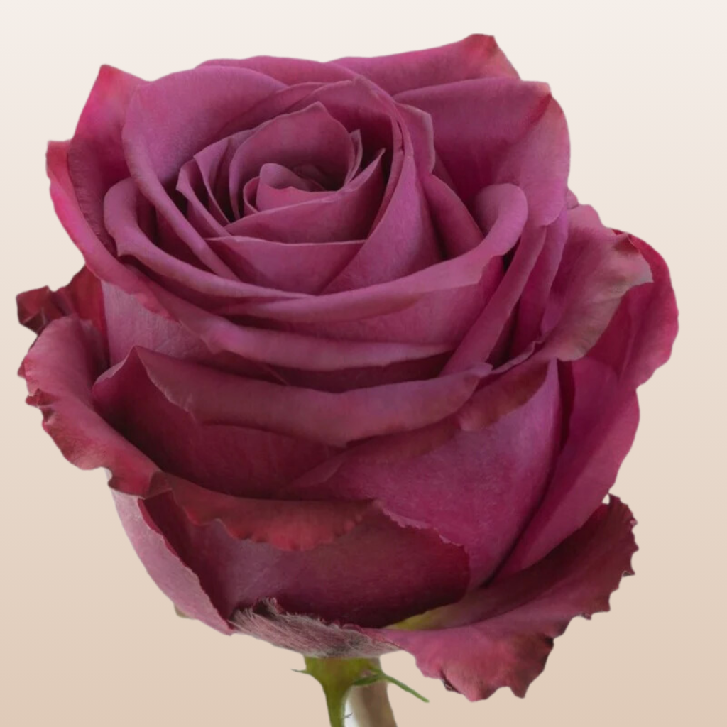 Bluberry Roses Blueberry Rose variety - EbloomsDirect
