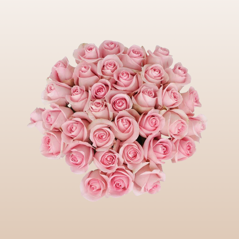 Blushing Akito Roses